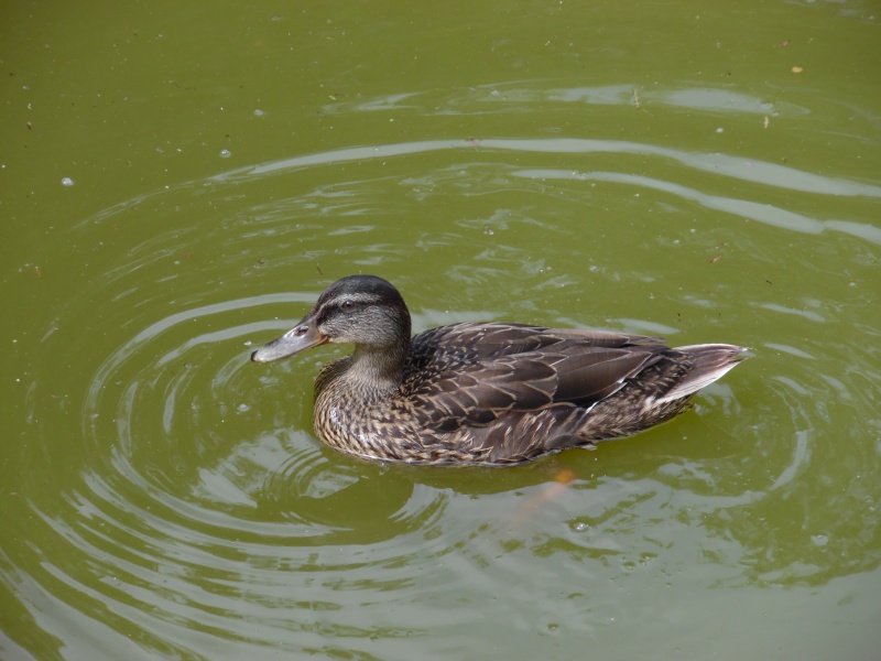 Photos de canards  00512