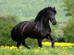 Delian the black stallion Images10