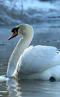 Swan2
