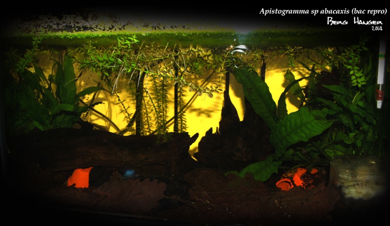 apistogramma - Histoires d'Apistogramma et autres CN Abaca_10