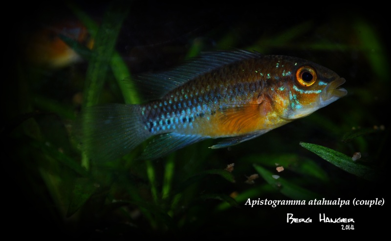 apistogramma - Histoires d'Apistogramma et autres CN Couple10