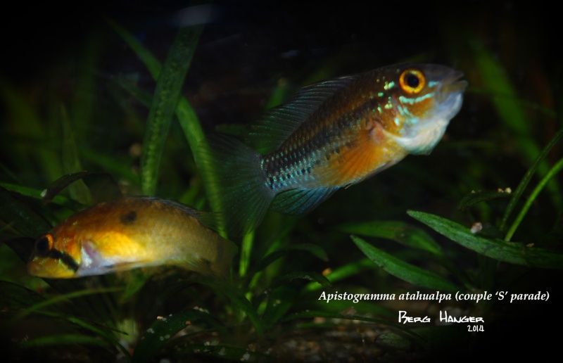 apistogramma - Histoires d'Apistogramma et autres CN Couple11