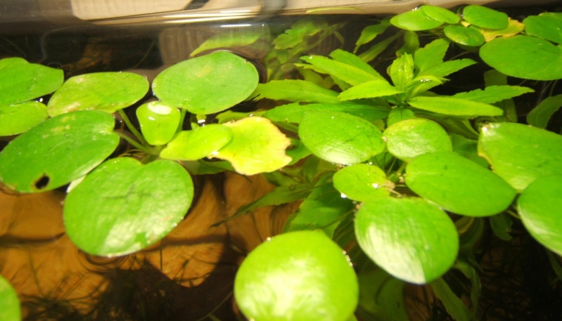Amazon Frogbit (Limnobium laevigatum) Dscf8814