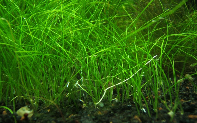 Dwarf Hair Grass (Elocharis Acicularis) Dscf9419