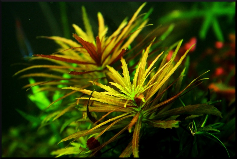 LIMNOPHILA AROMATICA Limnop10