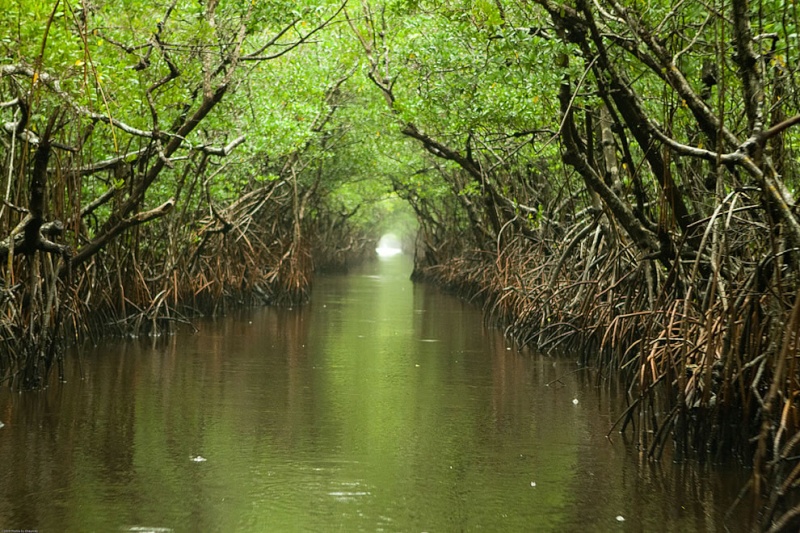 Admirez toute la beauté des Everglades, un désert subtropica 1480