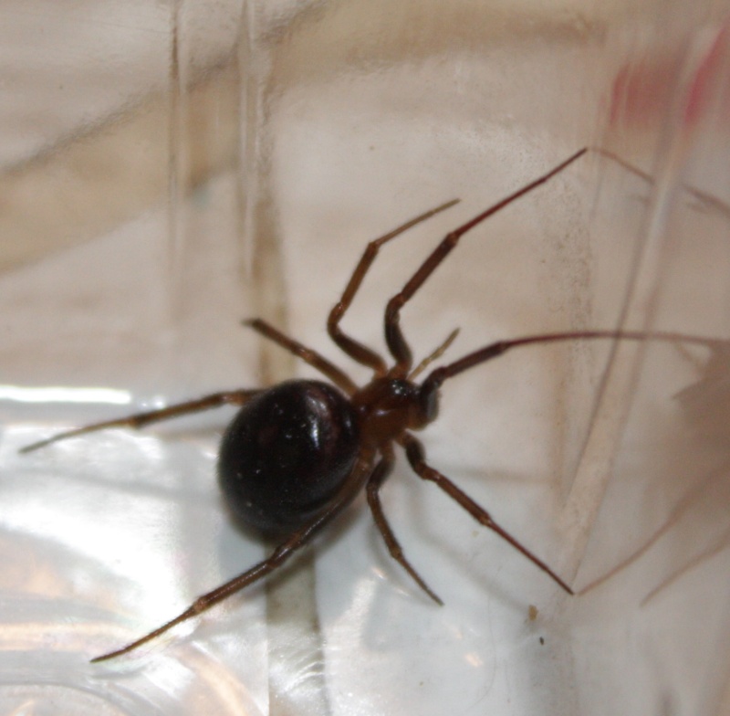 élevage Steatoda grossa Img_5514