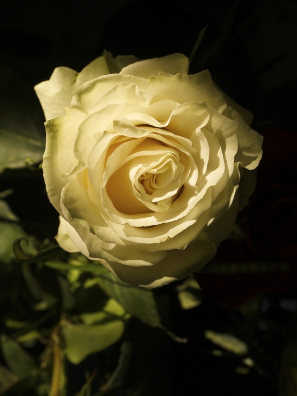 Le jour se lève sur la rose Rose11