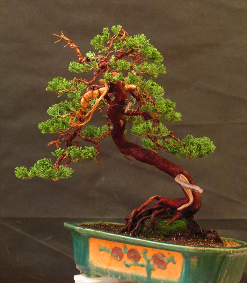 dal disordine a bonsai 20131111
