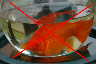 conseils pour poisson rouge Antibo10