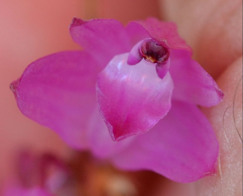 Miniatur-Orchideen 2. Teil Nageli12