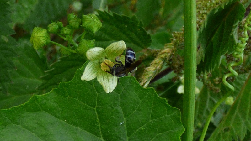 Andrena florea Andren11