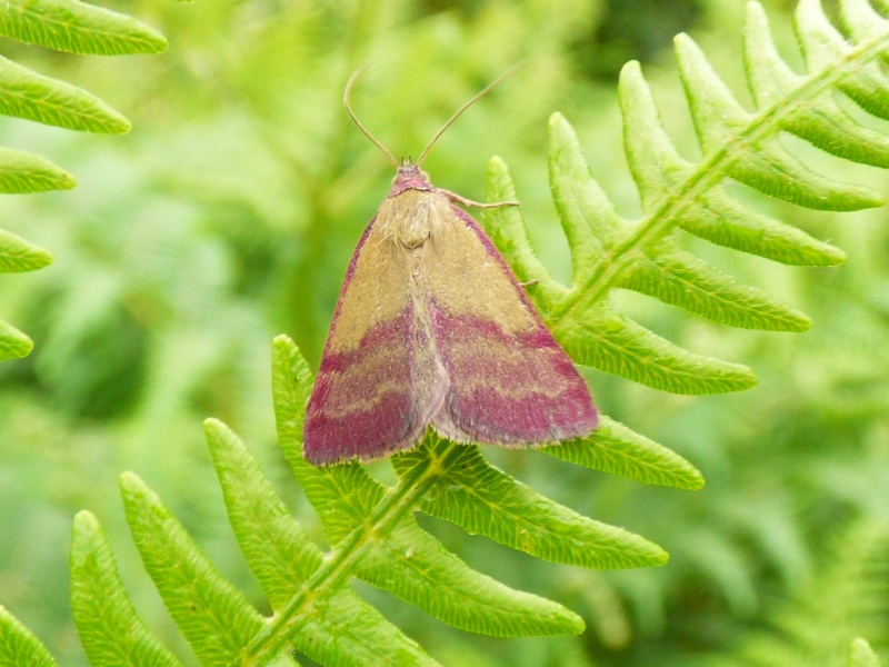 papillon pourpre (Phytometra viridaria) Hataro10