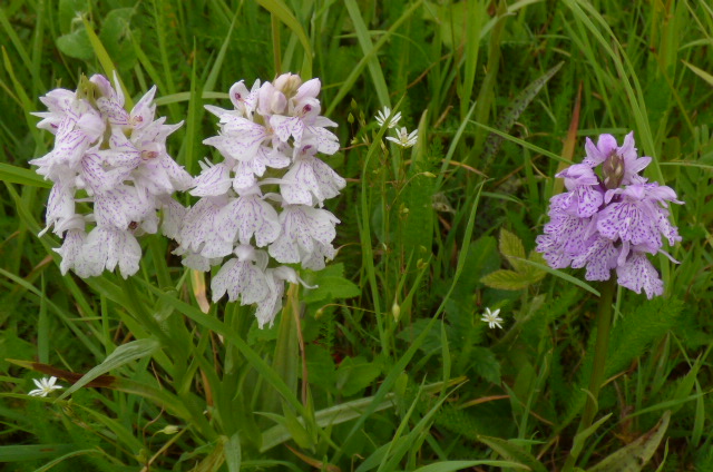 Dactylorhiza maculata ssp? Le_pot10