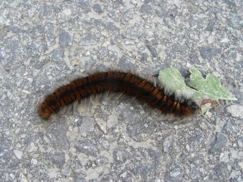 chenille noire à bandes oranges (Macrothylacia rubi) Macrot10