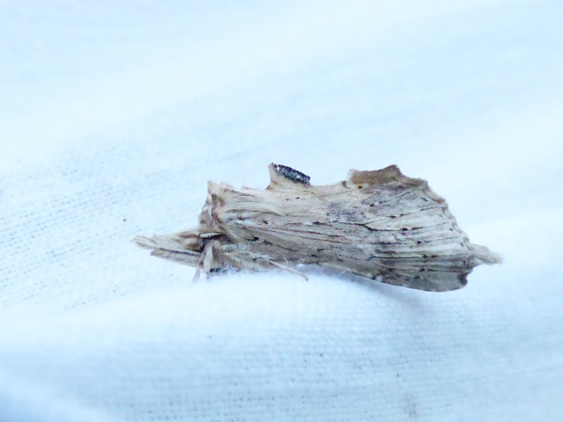 papillon à bosse : Pterostoma palpina Papill10