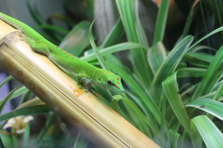 Mes anciens Phelsuma Grandis Rbr610