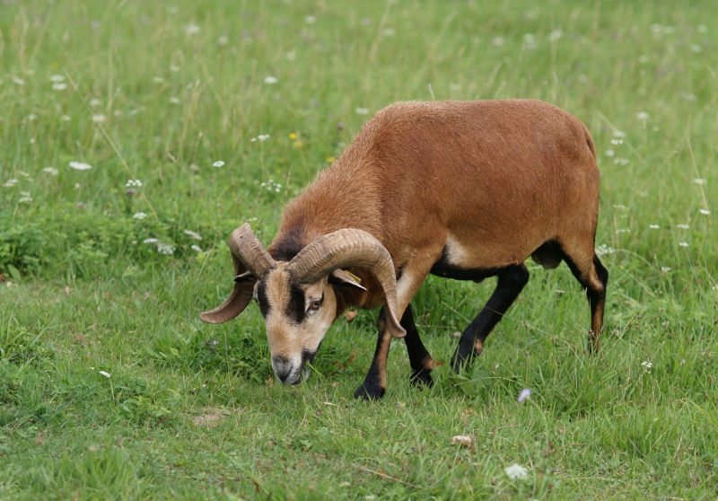 Les moutons du Cameroun de William. Reportage. - Page 14 113rec10