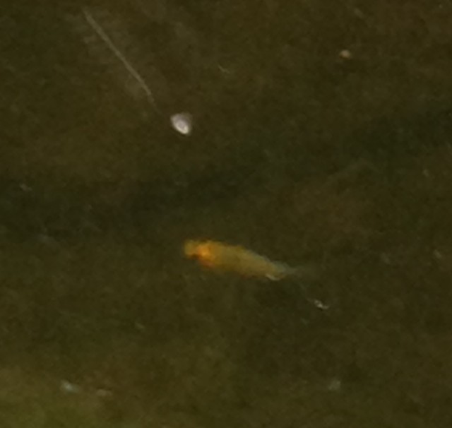 Mystery pond fish sighted again. Fish_b10