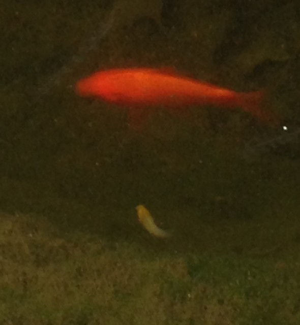 Mystery pond fish sighted again. Fishba10