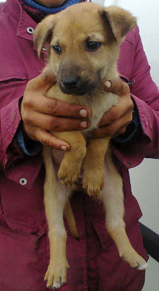 BROOKIE - Chiot femelle croisée taille moyenne adulte (PASCANI) - Prise en charge par une autre asso 10527710