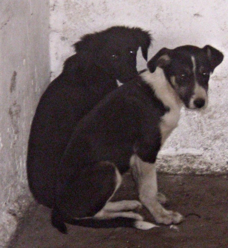 SALOME - femelle taille moyenne née environ en septembre 2014 (Pascani) - en FALD chez  patosh (93) 10622810