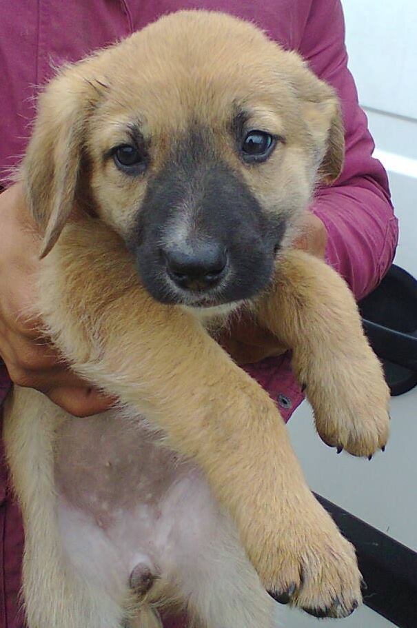 EASTER - Chiot femelle croisée, taille moyenne adulte (PASCANI) - Prise en charge par une autre asso 10710710