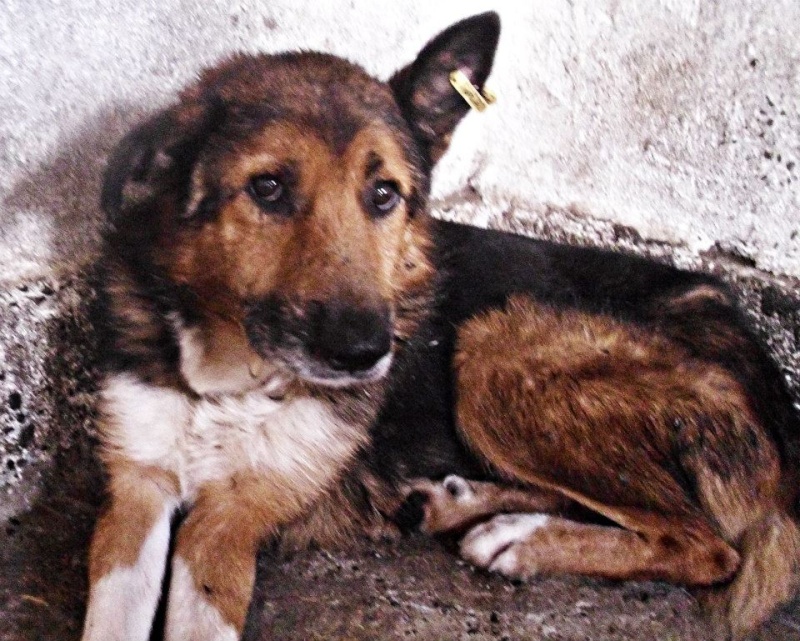 MONSIEUR - x ba 11 ans - (3 ans de refuge) Asso Remember Me - Roumanie Monsie10