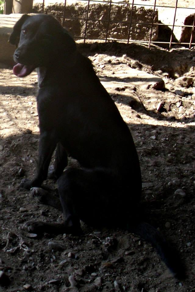 Lily (Ex VERSAILLES), jeune femelle, Août 2013, taille petite à moyenne (Pascani)- adoptée par Margaret (dpt 35) Versai10