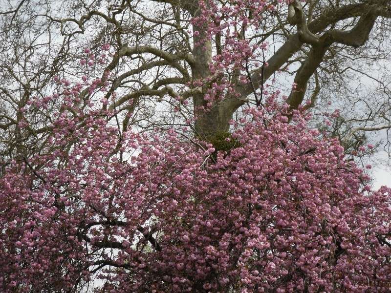  Les jardins du Petit Trianon Madame25