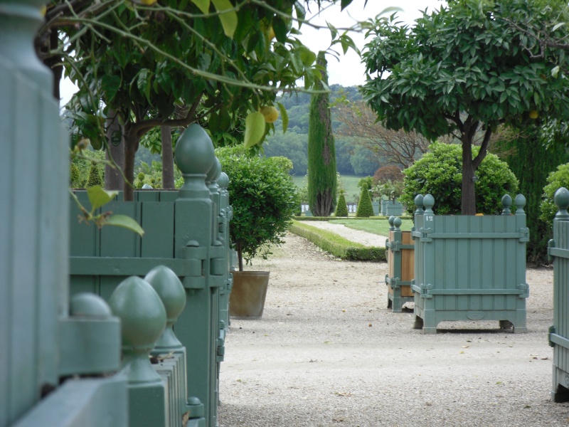 L'Orangerie de Versailles Persae19
