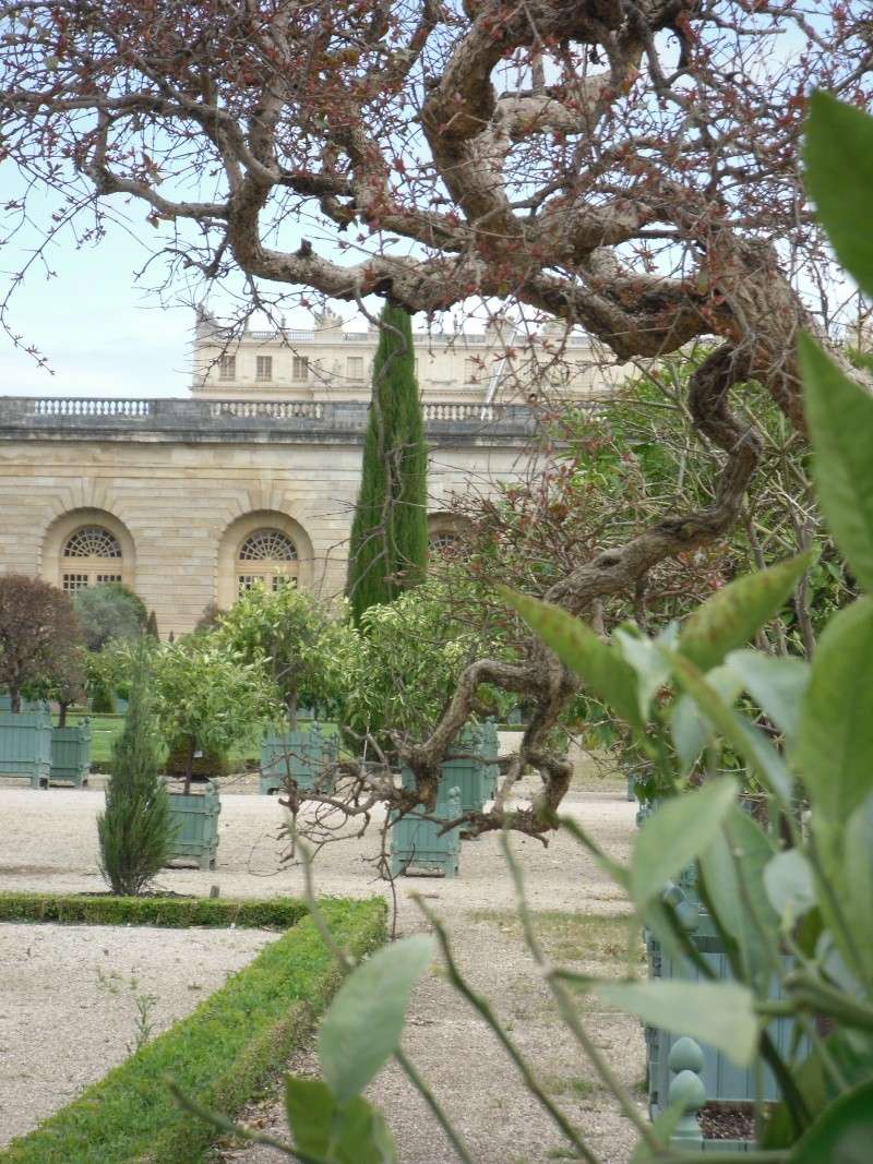 L'Orangerie de Versailles Persae20