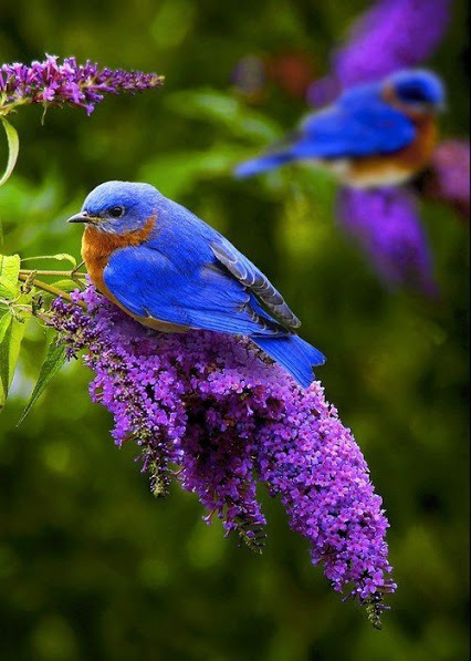 on les appelle les oiseaux bleus (résolu) 2014_110