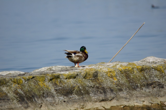 COLVERT - résolu Dsc00712