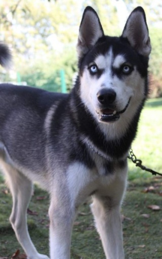 EDOUARD HUSKY 2 ans REFU91 ADOPTE Edouar11