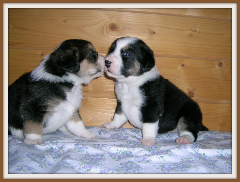 A placer chiots Beagle X petit chien de Berger  Bisous10