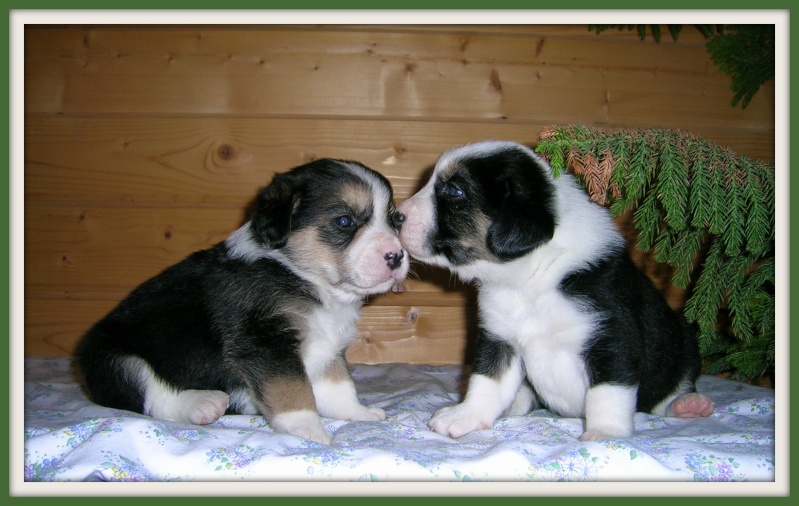 A placer chiots Beagle X petit chien de Berger  Bisous11