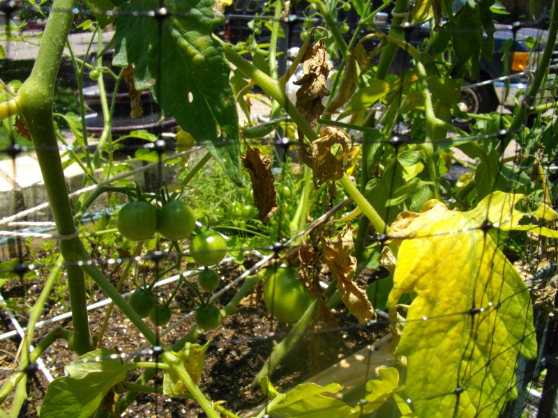 Tomato Plants' Leaves are Yellowing 11jun211