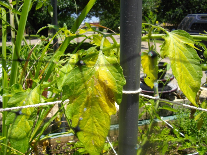 Tomato Plants' Leaves are Yellowing 11jun214