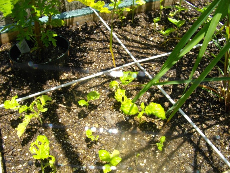Tomato Plants' Leaves are Yellowing 11jun219