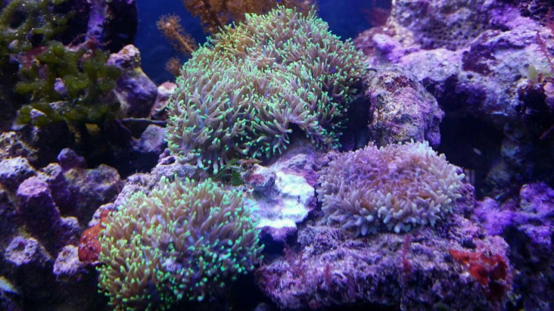 le début d' un aquarium 125l - Page 3 Img20165