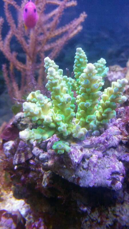 le début d' un aquarium 125l - Page 3 Img20173