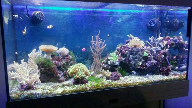 le début d' un aquarium 125l - Page 3 Img20177