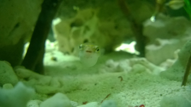 Mon bac avec des tetraodon biocellatus, avec bientot le passage en eaux saumatres Wp_20119