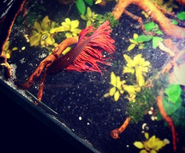 La vie de mon Betta splendens Red Bulle 06110