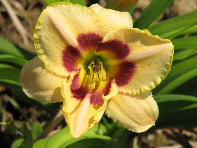 Hemerocallis - Taglilien - Schönheiten im Juni und Juli - Seite 6 Custar10