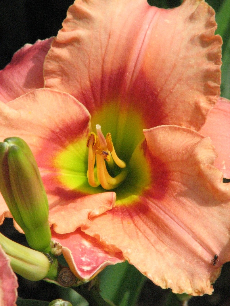 Hemerocallis - Taglilien - Schönheiten im Juni und Juli - Seite 6 Elegan10