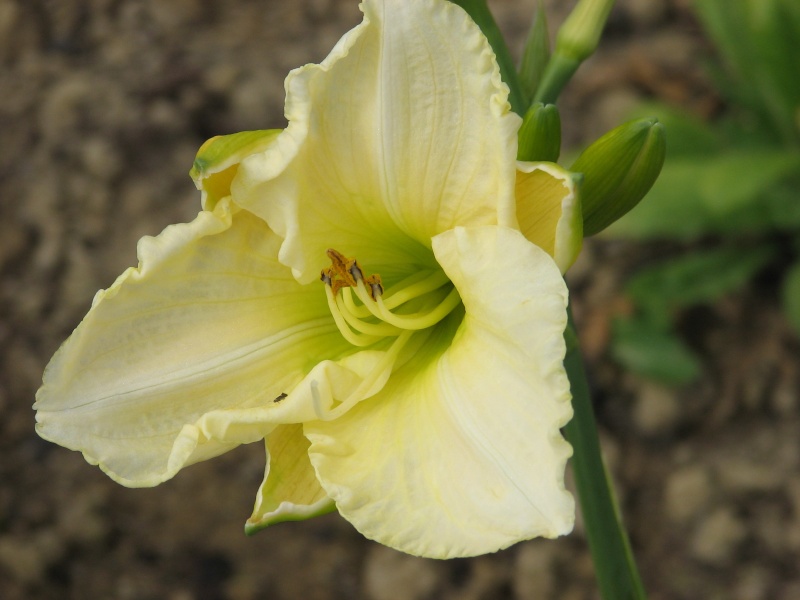 Hemerocallis - Taglilien - Schönheiten im Juni und Juli - Seite 6 Gentle10