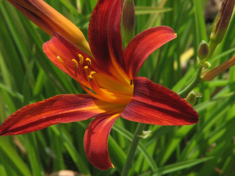 Hemerocallis - Taglilien - Schönheiten im Juni und Juli - Seite 6 Sammy_10