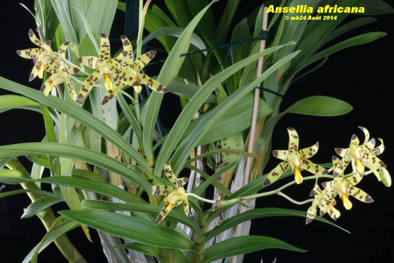 Ansellia africana Ansell10